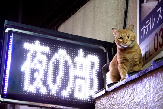 A ginger cat perches on a ledge beside a glowing Japanese signboard at night.