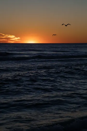 Golden sunset casts warm glow over rippling ocean, birds soar above horizon.