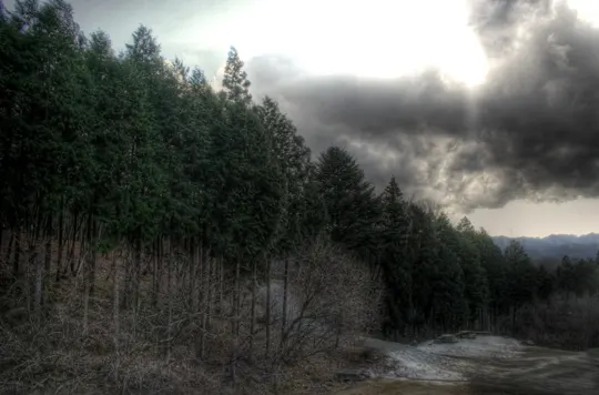 Dense evergreen forest under dramatic, overcast sky with distant mountain range.