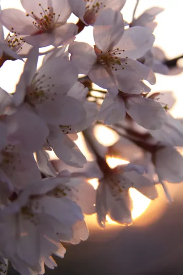 Cherry blossoms backlit by golden sunset, soft petals glowing with warm light.