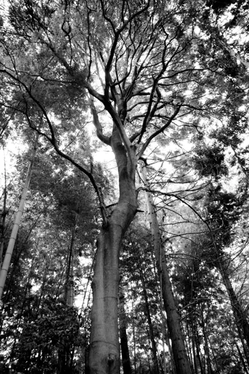 Tall tree with gnarled branches reaches skyward, surrounded by dense forest under diffused light.