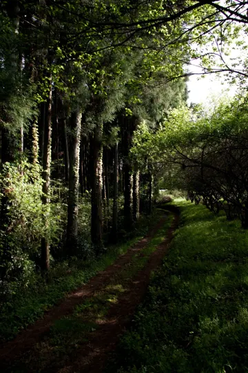 Sunlight filters through dense canopy, illuminating a winding forest path.