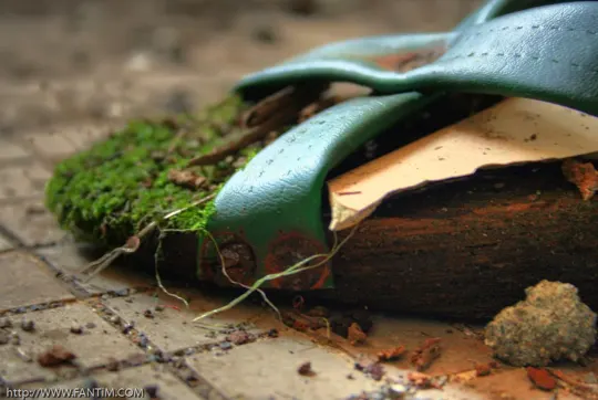 Weathered green leather and moss-covered wood rest on cracked concrete, sunlit.