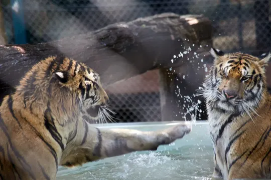 Two tigers interact in a pool, water splashing under natural light.
