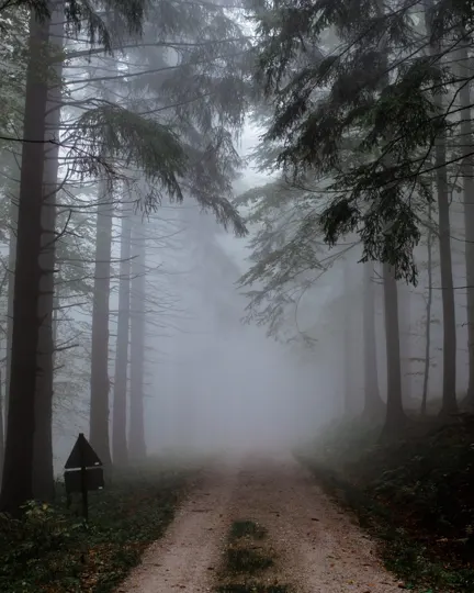 Foggy forest path, tall trees, muted light, triangular sign on left.