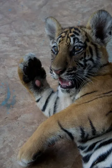 A young tiger cub rests on a stone floor, its paw raised and mouth open.