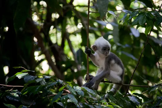 A young monkey clings to a vine amidst dense, sun-dappled jungle foliage.