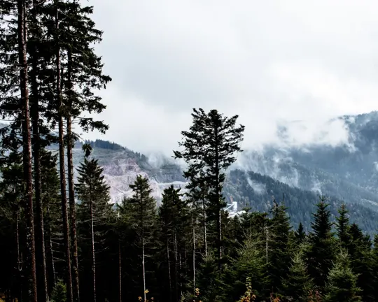 Misty mountains loom behind a dense forest of evergreen trees under overcast skies.