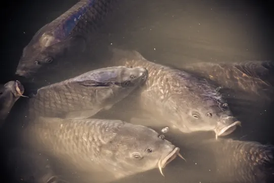 Carp cluster in murky water, illuminated by soft, diffused light.
