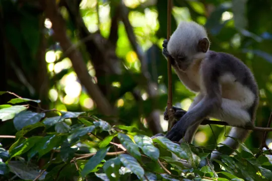 A young monkey sits on a vine, bathed in dappled sunlight amidst dense green foliage.