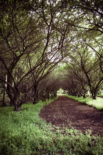 A sun-dappled dirt path winds through a leafy tunnel of trees.