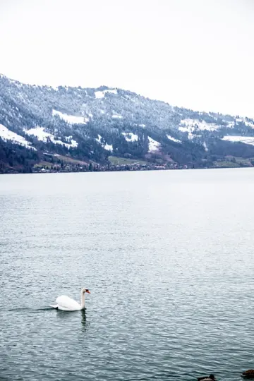 A lone swan glides across a calm lake, framed by snow-dusted mountains under an overcast sky.
