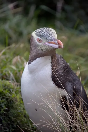 A yellow-eyed penguin stands alert in coastal grass, soft light illuminating its textured plumage.