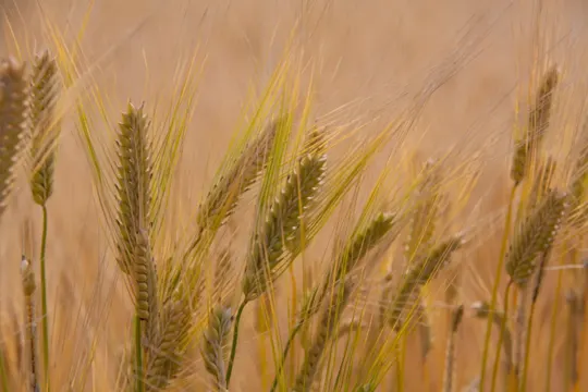 Golden wheat stalks sway gently in a sunlit field, warm light.