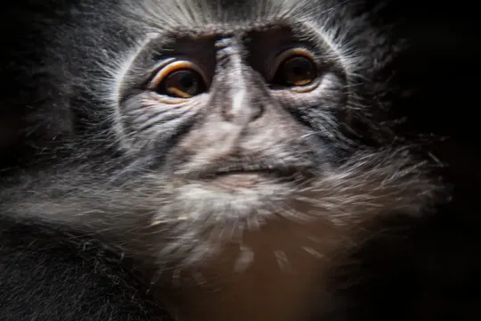 A gibbon's face, framed by dark fur, illuminated by soft, directional light.